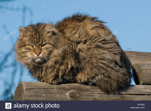 Giant Scruffy Cat